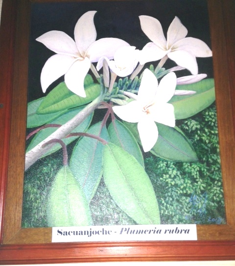 Foto30_Nationalblume